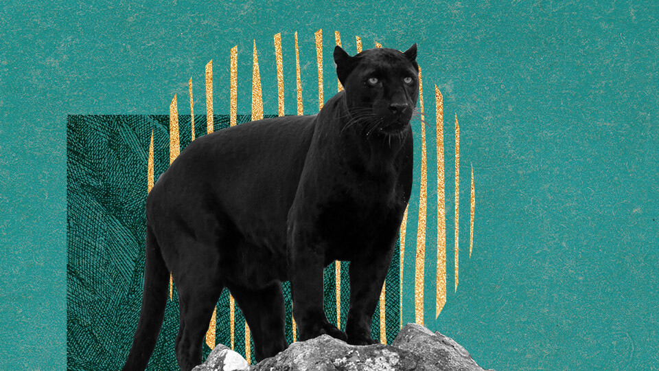 Panther-Protocol-and-Firo-Partner-up-for-Privacy-Research_submission.jpg